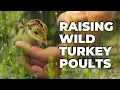 Raising wild turkey poults