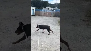 #Fyp #dream #YouTube #doberman #pets