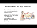 Chapter 4 nutrition enzymes and metabolism