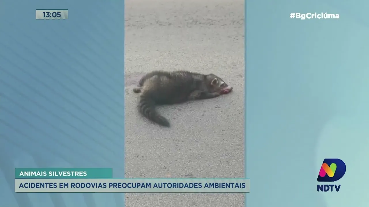 Acidentes com animais silvestres em rodovias preocupam autoridades ambientais