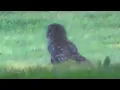 Owl Flies Away With Squirrel