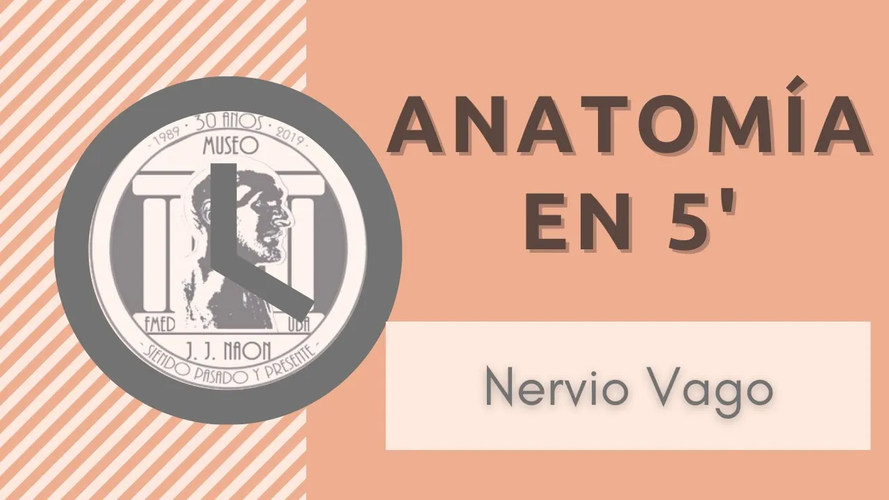 Nervio Vago en 5 minutos | UBA. Museo de Anatomía J.J. Naón