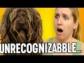 Abandoned Unrecognizable Until This Grooming Changed Everything Lagotto Romagnolo Rescue