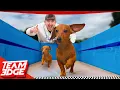 Download The Puppy Olympics Challenge!! mp4 3gp mp3 videos - waplic