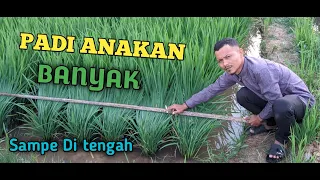 Download PADI ANAKAN BANYAK !!! MP3