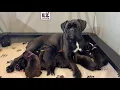 PuppyFinder com Current Litter of Heavily Reverse Brindle Black Boxer Puppies