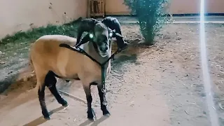 أسرار الجبل أسعار الكباش الرادسة المفقودة الرعواني و المربوط حوار حصري مع زبير الحمروني 