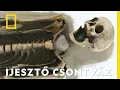 Lagu Fedezd fel egy temetőben talált női csontváz sötét rejtélyét! | Strangest Things