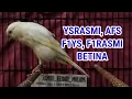 Download Lagu AMBYAR BAHAN KENARI JANTAN F1YS, F1RASMI, YSRASMI, DAN BETINA SIAP KAWIN 