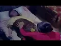 Download Lagu Bumil di paksa  melahirkan oleh dukun beranak penganut ilmu hitam  #filmmelahirkan