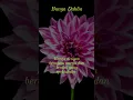 Download Lagu Bunga Dahlia Pesona dan Keindahan Bunga Indah dari Indonesia
