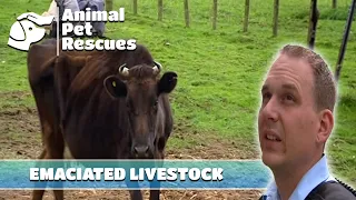 SPCA s Urgent Rescue Mission to Save Starved Animals Full Episode Animal House