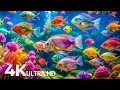 The Best 4K Aquarium - Explore the Underwater World and Beautiful Coral Reef Fish for Deep Sleep #69