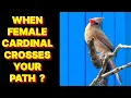 WHEN A FEMALE CARDINAL BIRD CROSSES YOUR PATH WHAT DOES IT MEAN