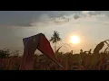 Download Lagu Story w.a keren | Pemandangan sawah di sore hari