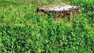 مناظر طبيعيه من ريف اليمن غناء الفنانه دنيا الصنعاني جديد 