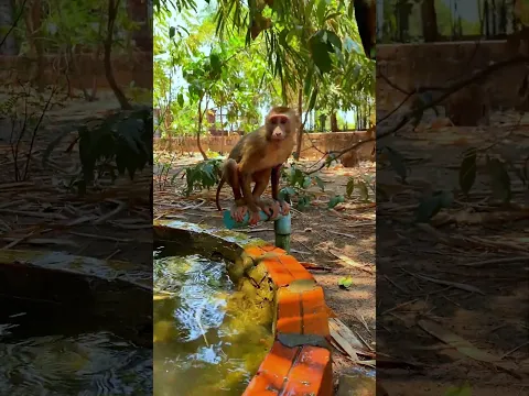 Pool time with the crew! 🐒💧 #monkey #friends #cuteanimals