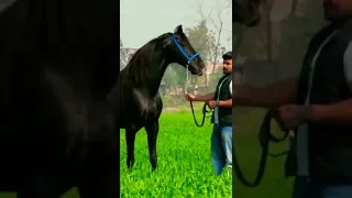Horse mating