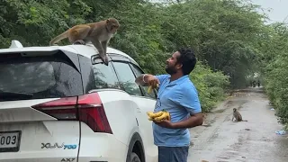 इस बन्दर ने मेरे केले छीन लिए 