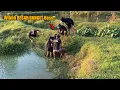 Download Lagu PEMANCINGNYA SAMPAI NGUMPUL‼️JANGAN SAMPAI KASIH LOLOS BELUT INI