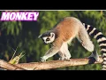 Monkey Lets Learn About Monkey Indian Monkey Herbivore Animal Kids Learning Kids Top Ten