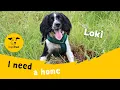 Loki the super Springer Spaniel Dogs Trust Darlington