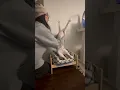 Big stretch Cute cat loves getting help stretching every morning