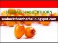 Download Lagu Apa itu zebakton | SeabuckThorn | 081366081167