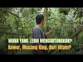 MANA YANG LEBIH MENGUNTUNGKAN? DURIAN BAWOR, MUSANG KING, ATAU DURI HITAM?