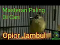 SUARA BURUNG OPIOR JAMBUL