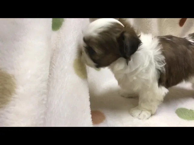 動画