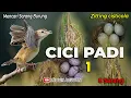 Download Lagu TIPS - Mencari sarang burung cici padi setelah Panen disawah