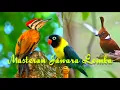 Download Lagu MASTERAN MURAI BATU FULL ISIAN TEMBAKAN KASAR DAN RAPAT// PELATUK BAWANG, CILILIN, DAN LOVEBIRD