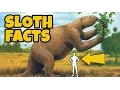10 Interesting Facts About Sloths
