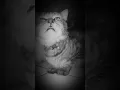 Download Lagu kucing lucu  bersin bersin