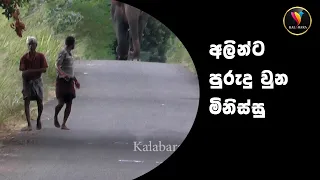 අලින්ට පුරුදු වුන මිනිස්සු _ People accustomed to elephants