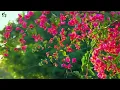 Beautiful Relaxing Music🍀 Music is soothing, Relaxing Music with Birds Singing