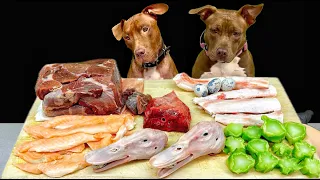 ASMR MUKBANG PITBULL EATING RAW FOODS