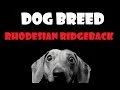 DOG BREED - Rhodesian Ridgeback ENG
