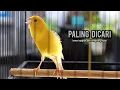 Download Lagu kenari gacor panjang AMPUH buat pancingan kenari dan masteran kenari paud belajar bunyi NYAUT gacor