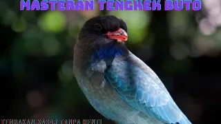 masteran tengkek buto suara jernih