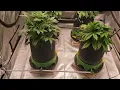 Grow Journal Day 28-31