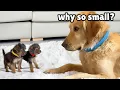 Download Lagu Golden Retriever Meets the Most Tiny Rescue Puppies for the First Time