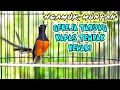 Download Lagu Tembakan murai batu MUNTAH ISIAN gereja tarung,kapas tembak,kenari seketika lawan EMOSI