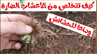 كيف تتخلص من الحشائش و الأعشاب الضارة الموجودة في حديقتك 