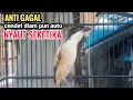 Download Lagu Suara Cendet Gacor Toet toet Efektif Anti Gagal Bikin Cendet Malas pun Langsung Nyaut Bunyi Seketika