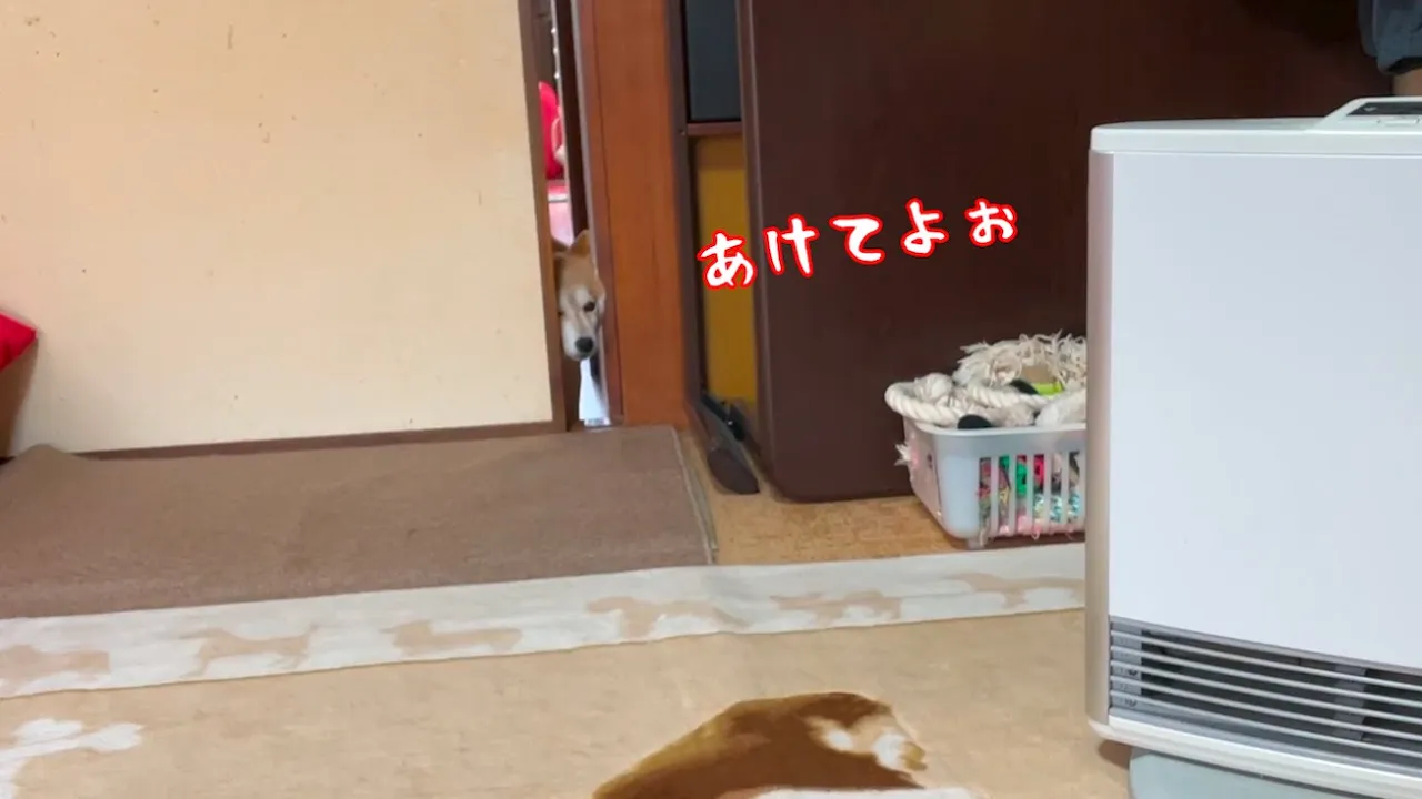 柴犬お孃樣「あ〜け〜て〜よ!」
