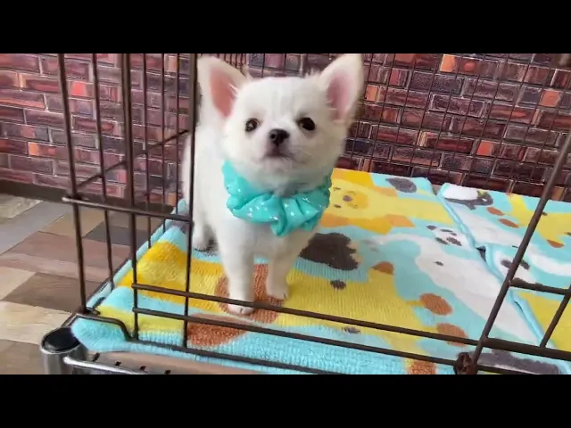 動画