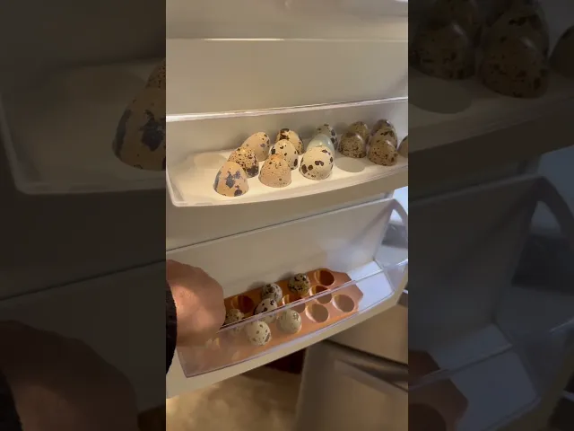 17 Quail Egg Tray with handles video thumbnail