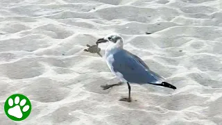 Florida Woman Rescues a Baby Sea Turtle From a Seagull